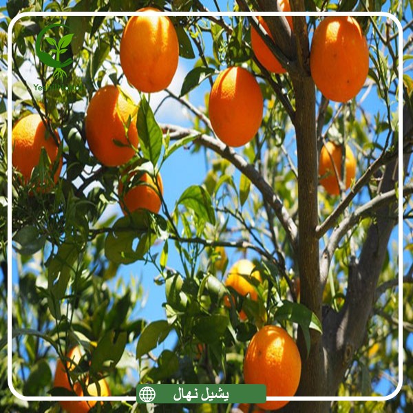 نهال پرتقال شهسواری